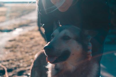 Close-up of dog looking at camera