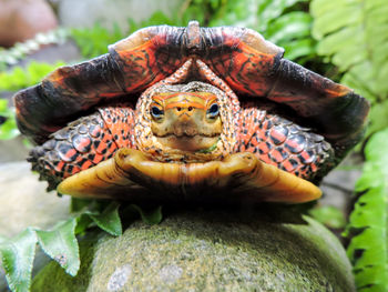 Close-up of turtle