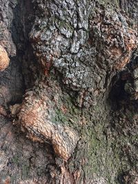 Full frame shot of tree trunk