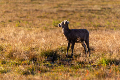 Side view of horse on field