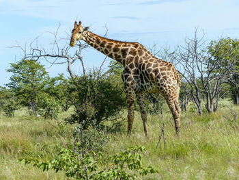 View of an animal on field