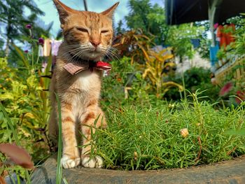 Cat sitting by plants