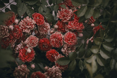 High angle view of red roses on plant