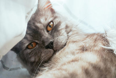 Close-up portrait of cat