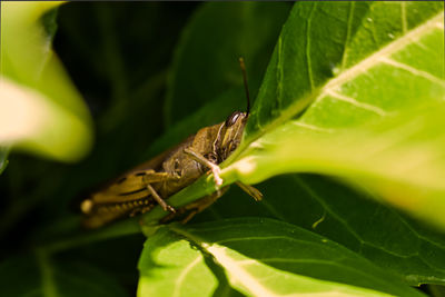 Close-up of insect on leaf