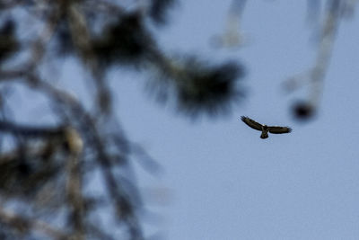 Low angle view of bird flying