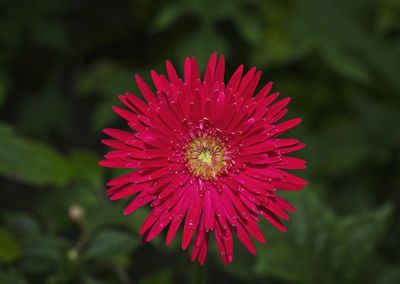 Close-up of pink flower