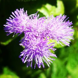 Close-up of pink flowers