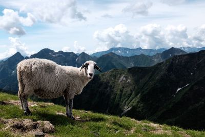 Sheep in a farm