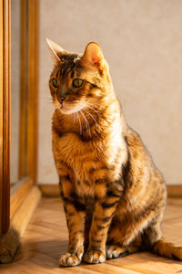 Sunny ginger cat. cute domestic cat sitting in sunlight on balcony.