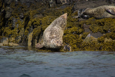 Seals on rock formation by river