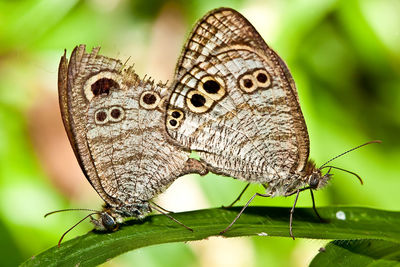 Close-up of butterfly on plant