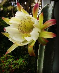 Close-up of yellow flower