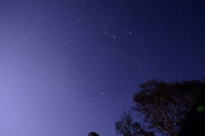 Low angle view of trees against clear sky at night