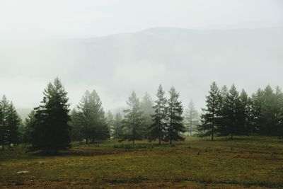 Pine trees on field against sky