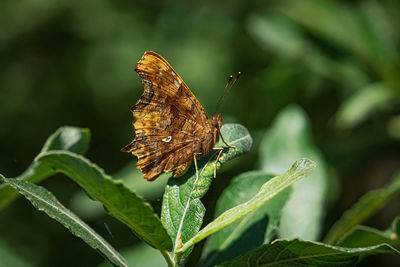 Butterfly on plant