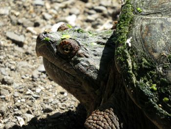 Close-up of lizard on tree trunk