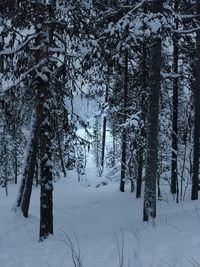 Trees on snow covered tree during winter