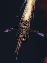 Close-up of dragonfly over black background