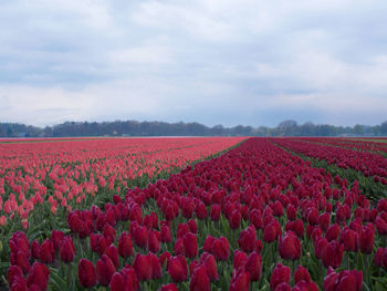 View of red tulips in field against cloudy sky