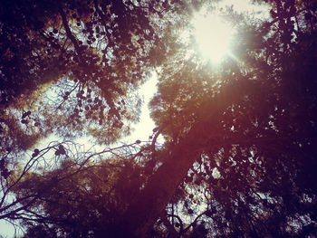 Low angle view of trees against sky