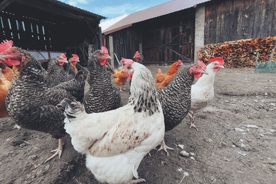 Flock of birds in a farm