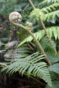Close-up of fern growing on tree in forest