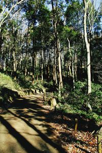 Footpath amidst trees in park