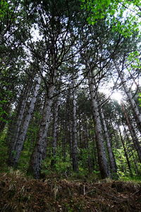 Low angle view of trees in forest