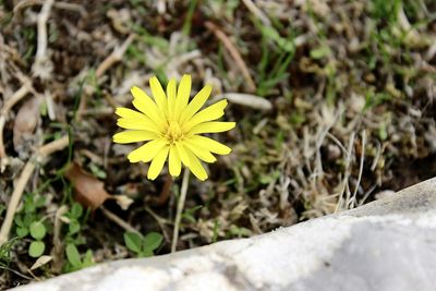 Close-up of yellow flowering plant on field