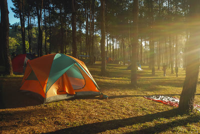 Camping tent in pine forest near pang oung reservoir, mae hong son, thailand
