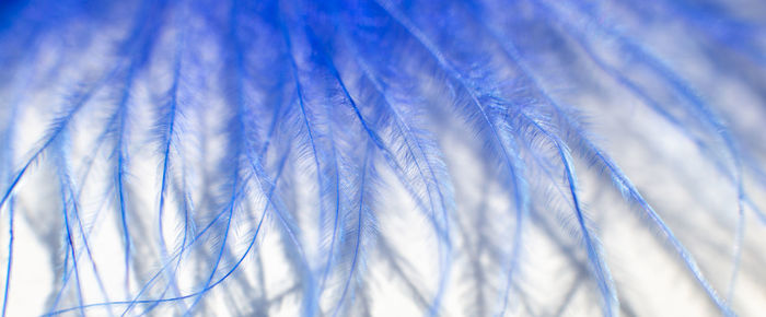 Wide banner of fluff of blue feather bird close up