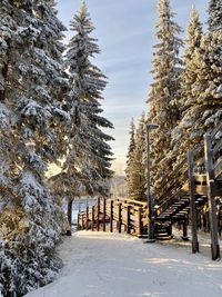 Trees in forest during winter