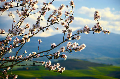 Scenic view of landscape with branches n foreground