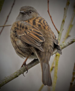 Close-up of bird perching on branch