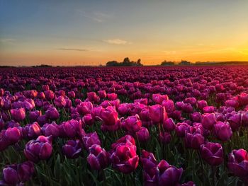 Purple flowering plants on field against sky during sunset