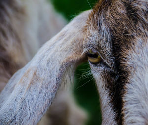 Cropped image of goat