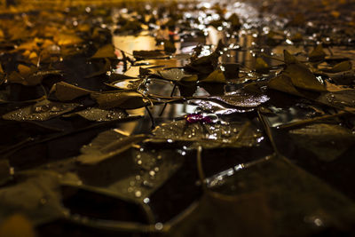 Close-up of raindrops on leaves