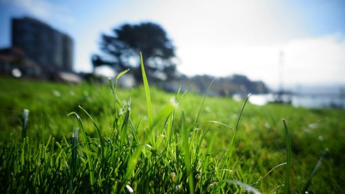 Close-up of dandelion growing in field