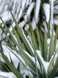 Full frame shot of fresh green plant