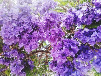 Close-up of purple flowers