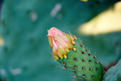 Close-up of succulent plant