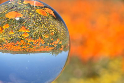 Close-up of orange plant against sky