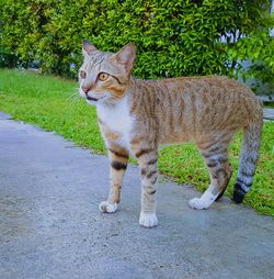 Portrait of cat sitting outdoors