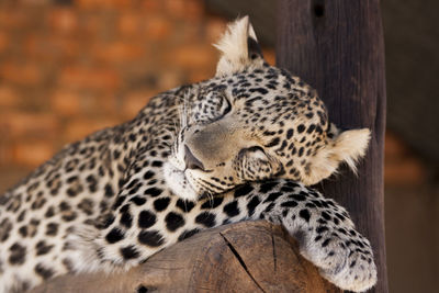 Close-up portrait of leopard sleeping