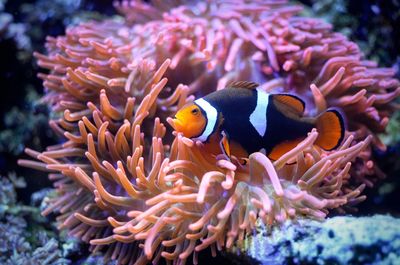 Fish swimming in sea