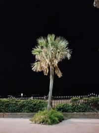 Close-up of flower at night