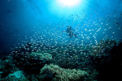 Fish swimming in sea
