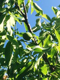 Low angle view of trees