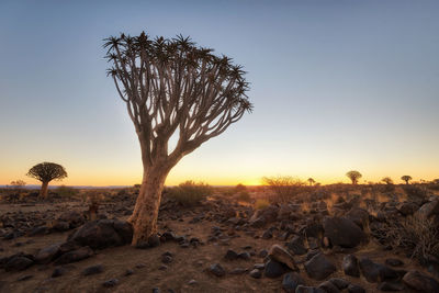 Quiver tree forest in southern namibia taken in january 2018